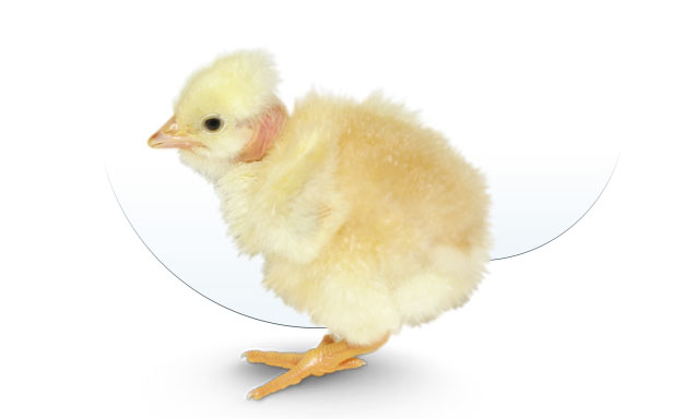 Farm Q, Goldavis Kft.